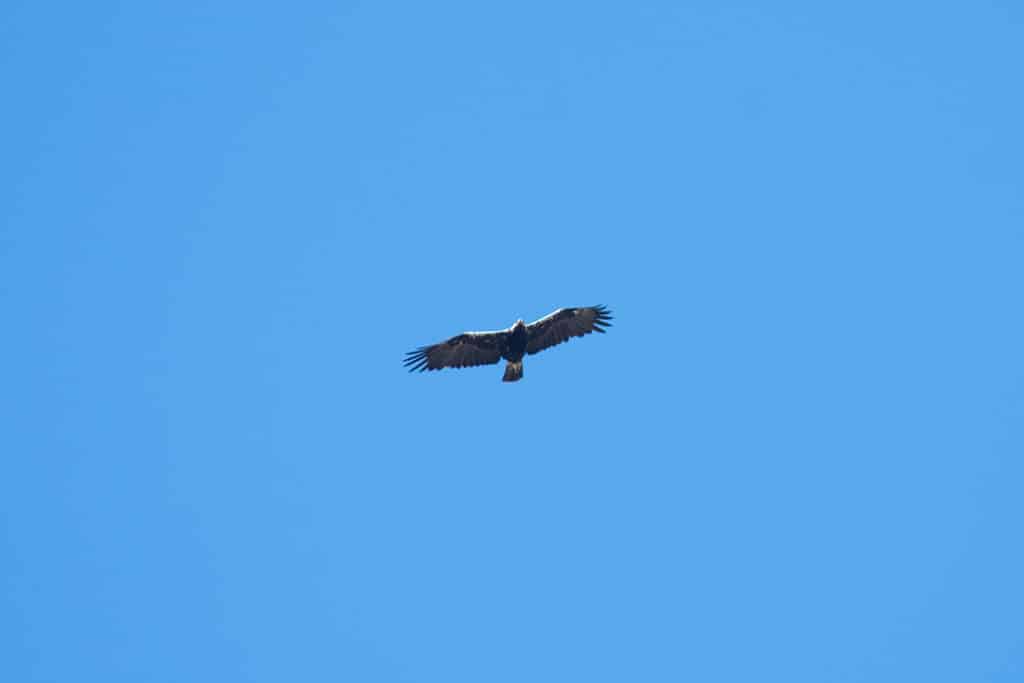 Imperial eagle in Sierra Morena