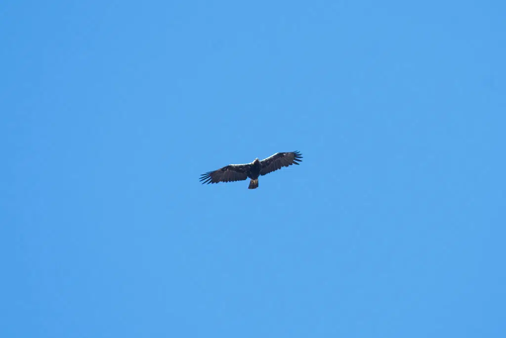 Imperial eagle in Sierra Morena