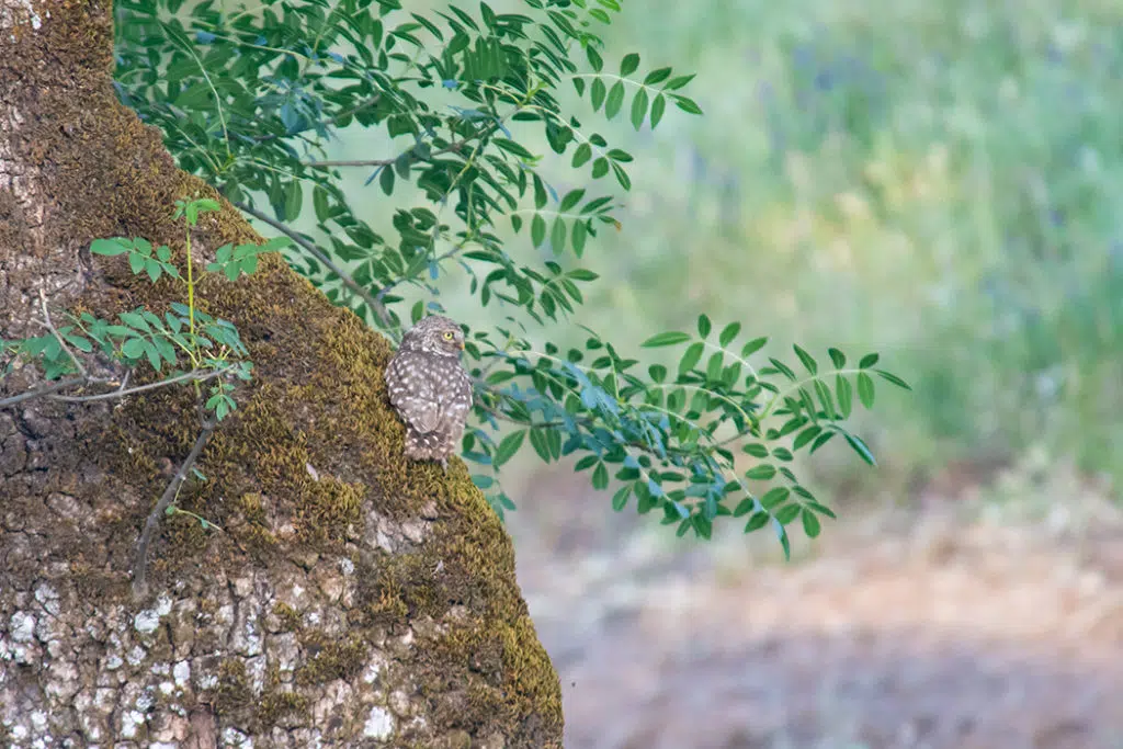 Little own in Sierra de Andujar Spain