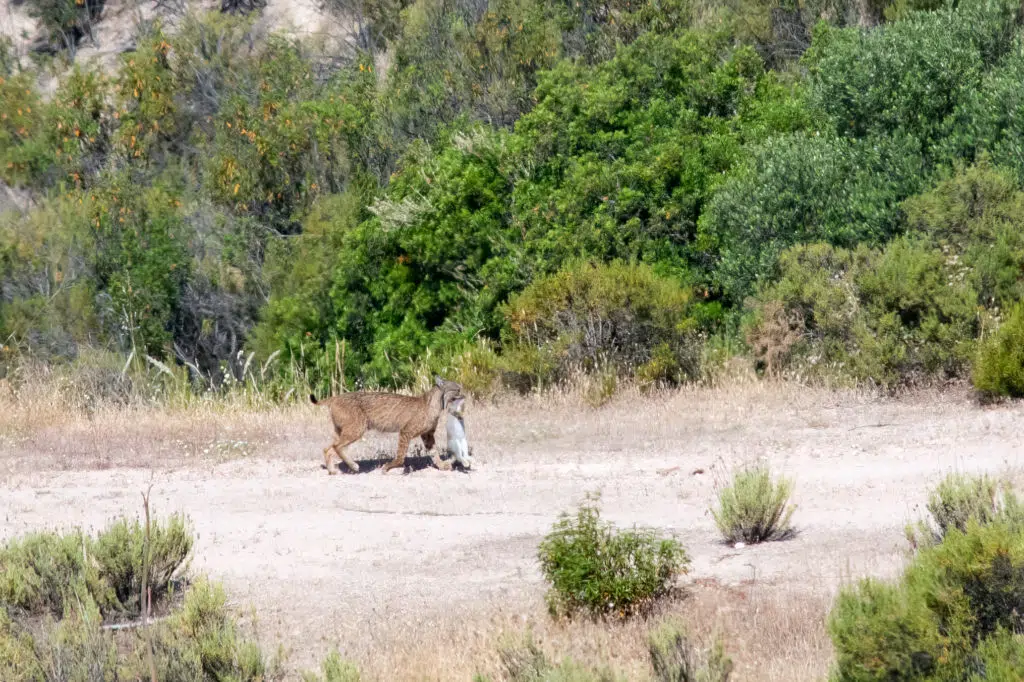 Iberian lynx in Sierra de Andujar