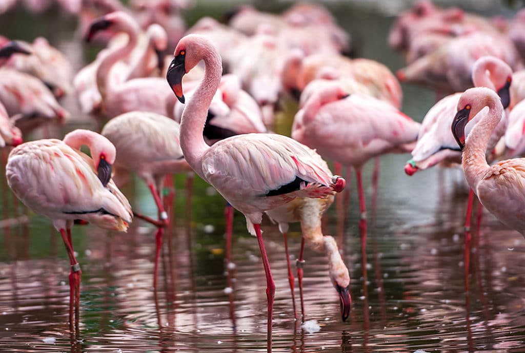 Pink flamingos in the Everglades