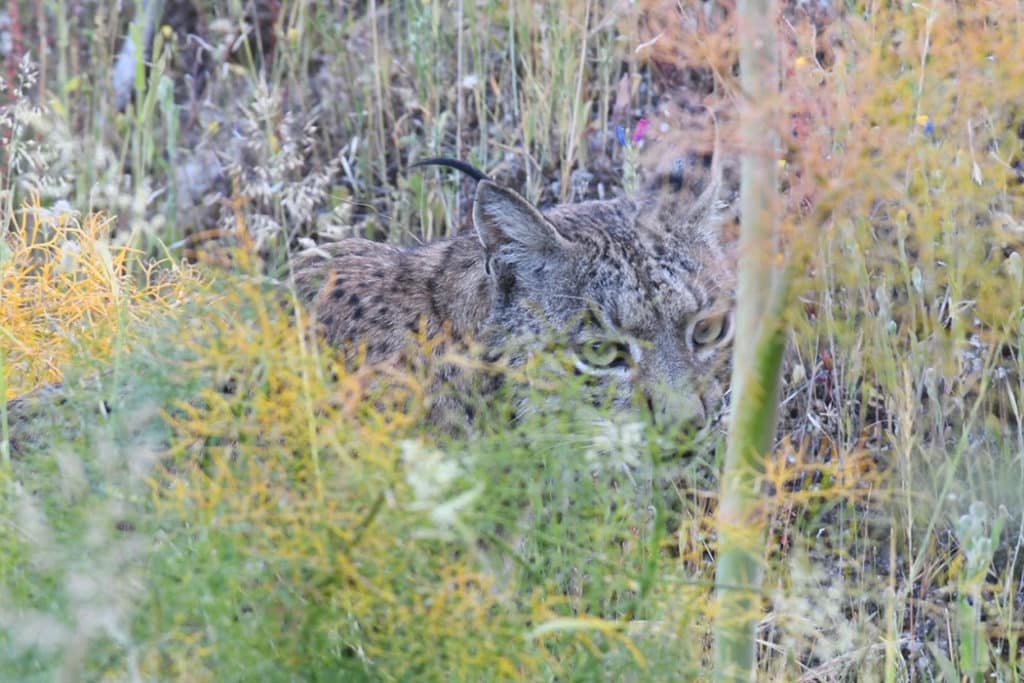 Rafiki - the iberian lynx in sierra de andujar