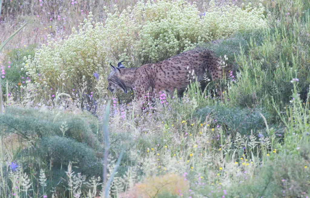 Iberian lynx in Spain