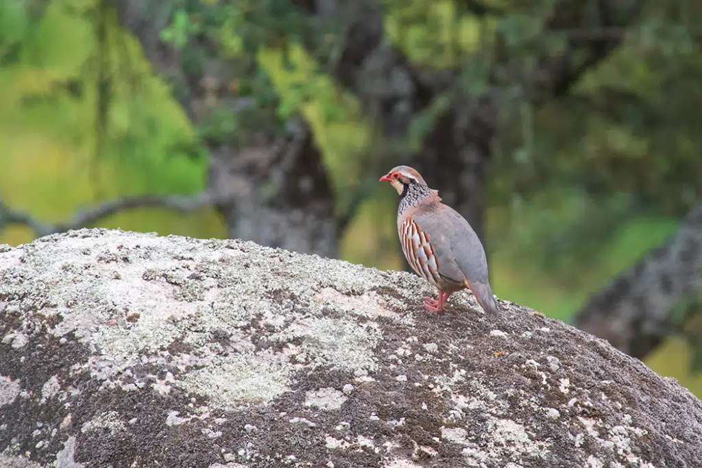 Red-legged partrige, Andalusia