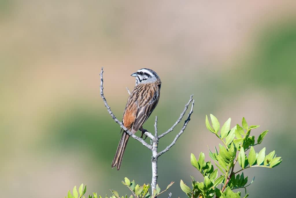 Rock bunting southern spain