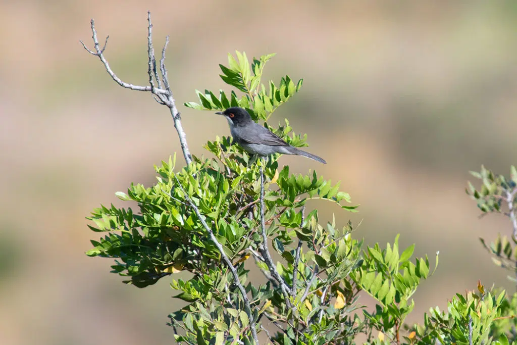 Sardinian warbler in Sierra de Andujar