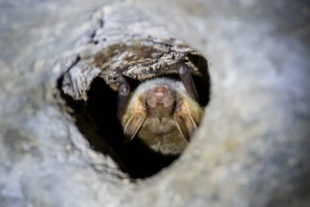Bat in Sierra de Andujar