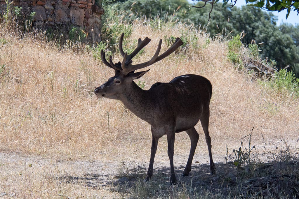 red deer stag in sierra monera spain