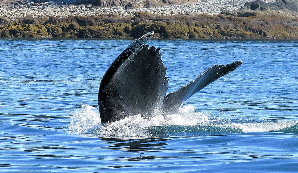 Humpback whale tail, Alaska
