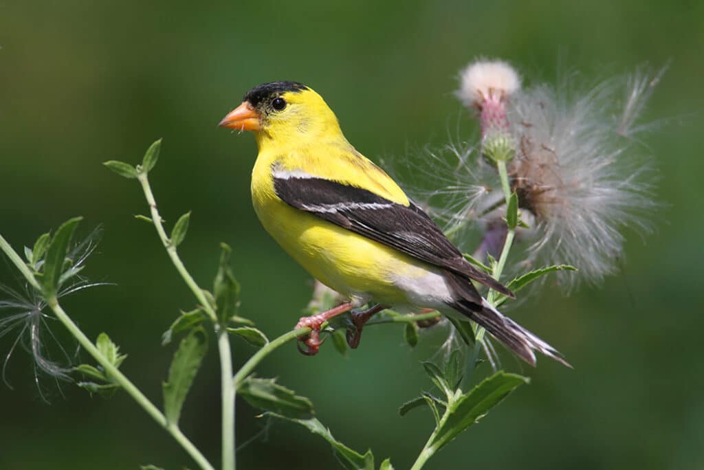 American goldfinch - things to do in Nantucket