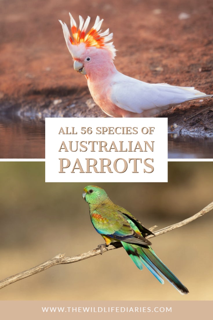 Australian Parrots Guide to all 57 species of Parrots in Australia