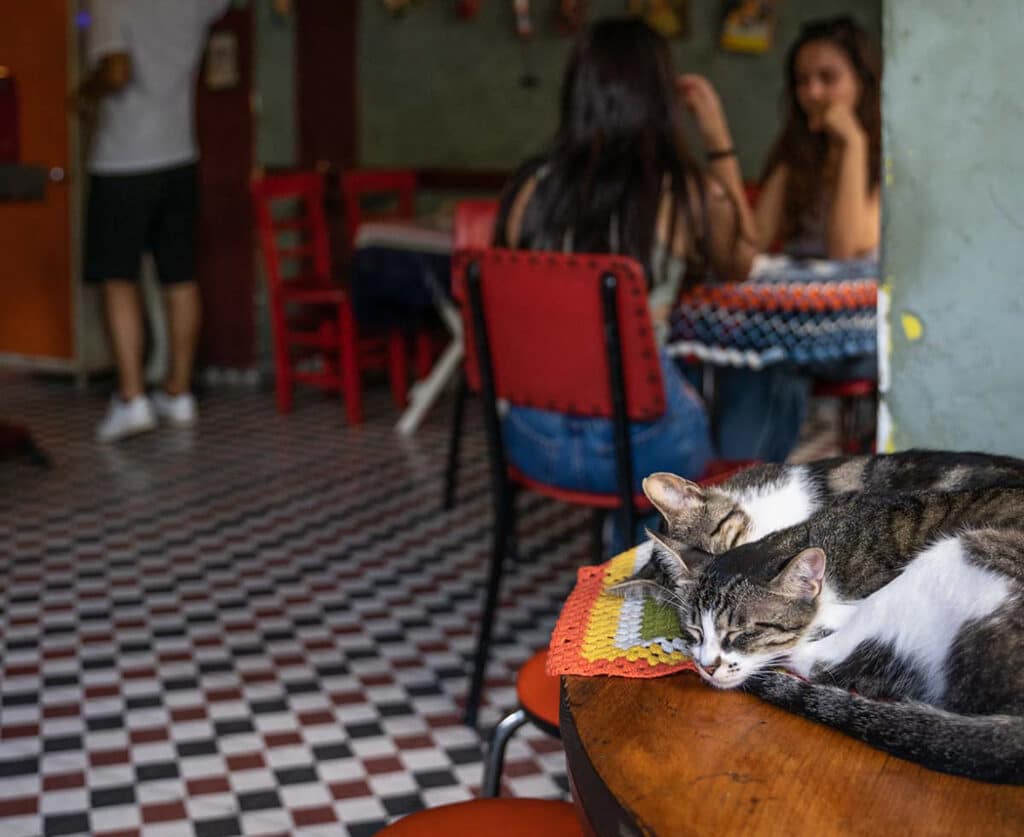 Cat cafe in Istanbul - Cafe Naftalin K 