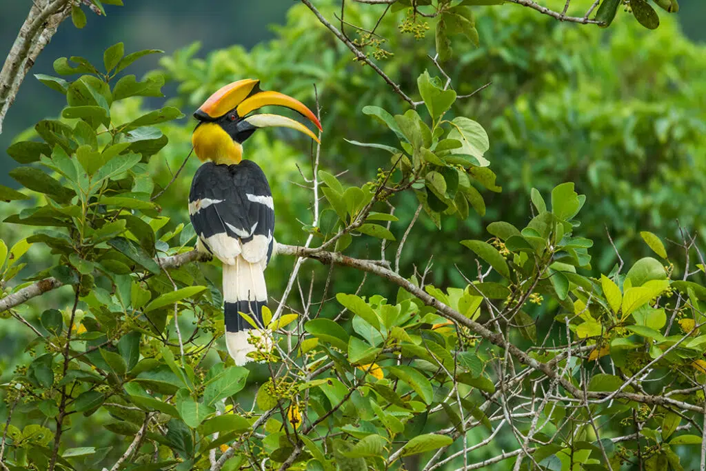 Great hornbill in khao yai national park