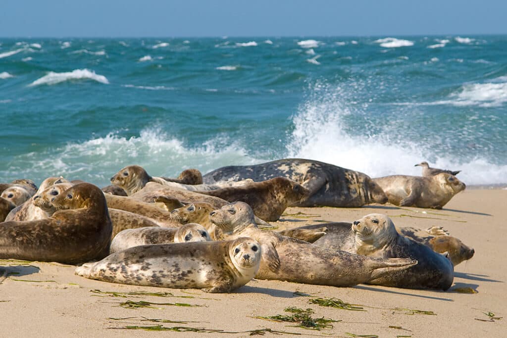 Things to do in Nantuket - see harbor seals