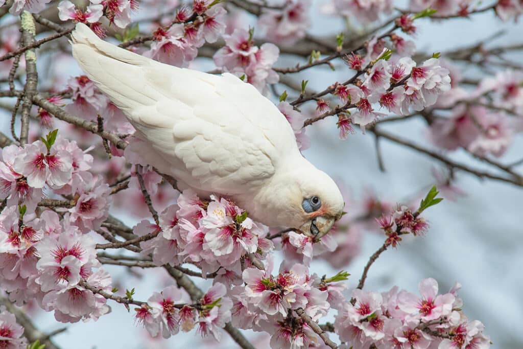 Little corella feeding on cherry blossoms - Australian parrots