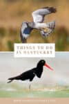 Tnings to do in Nantucket: Nature and Wildlife