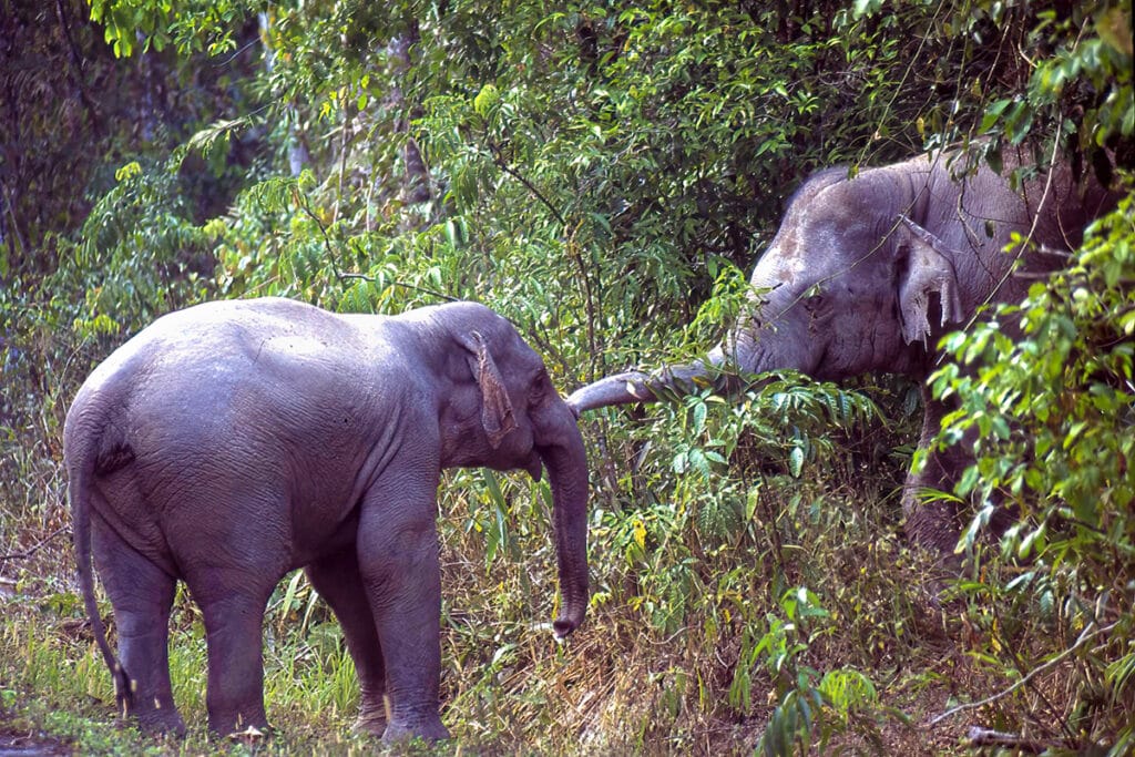 wild Asiatic elephants in Khao Yai National Park
