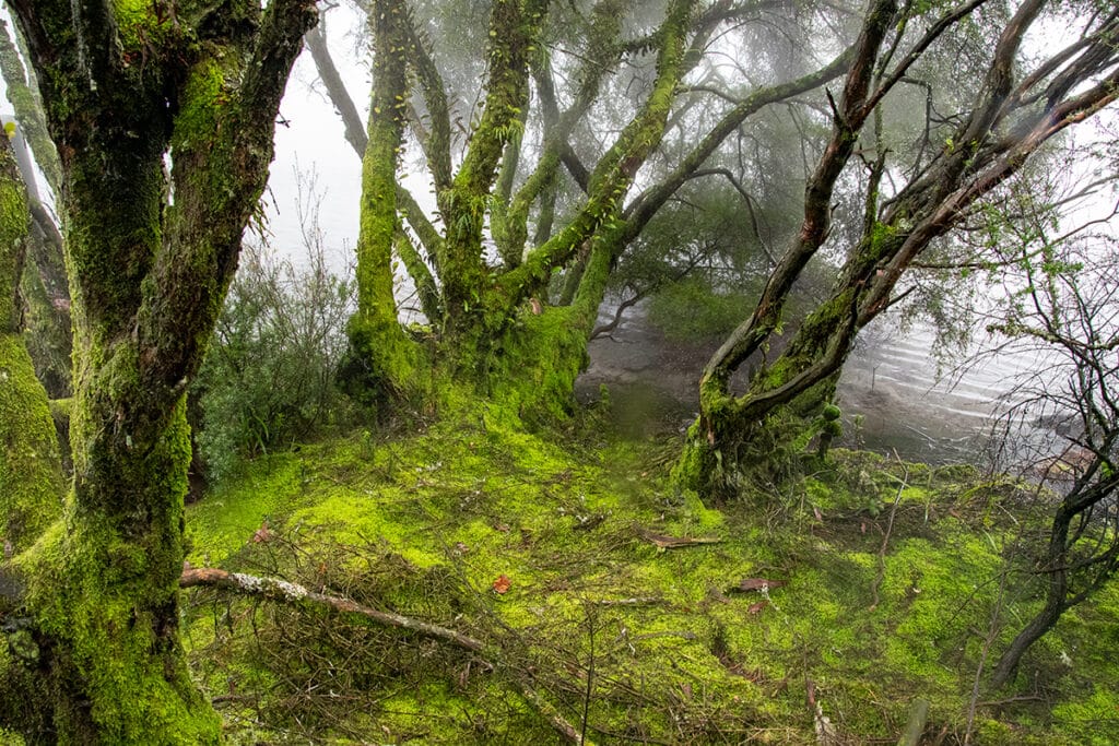 Mossy trees on the bank of Lake Kuirau