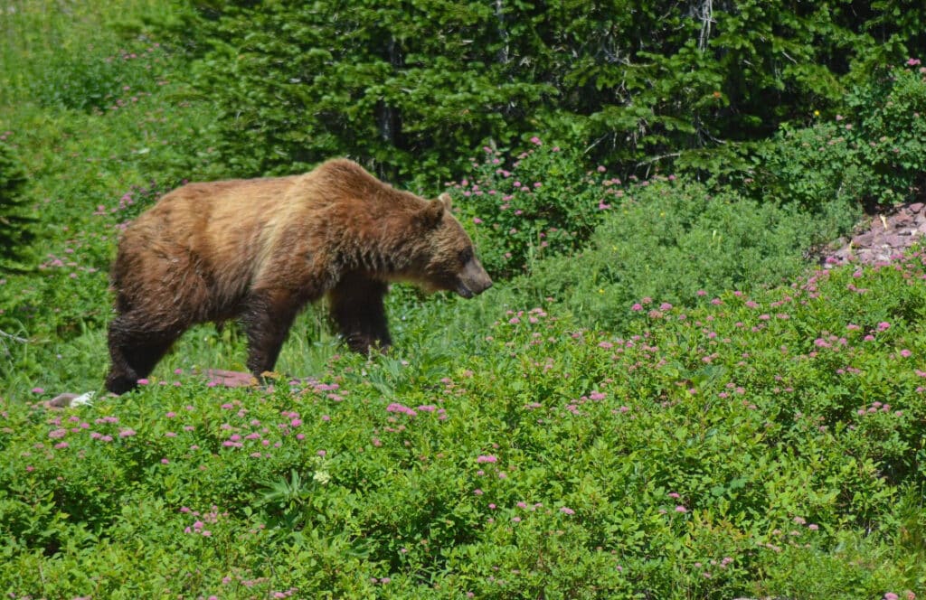 yellowstone animals - brown bear
