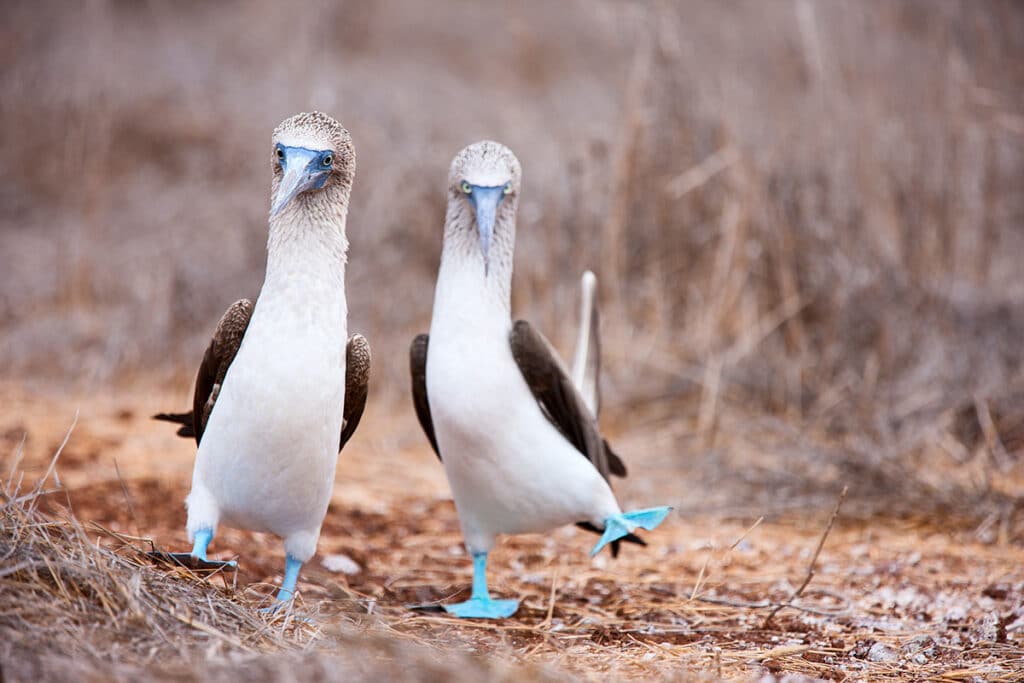 Blue-footed boobies in the galapagos