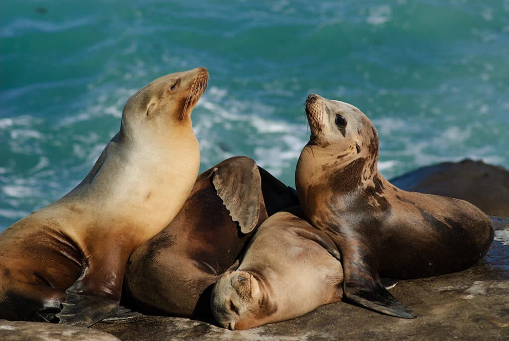 Adventures in Santa Barbara - see californian sea lions