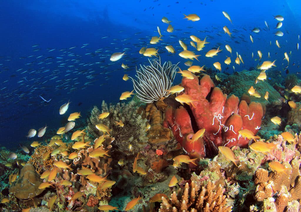 Philippines underwater