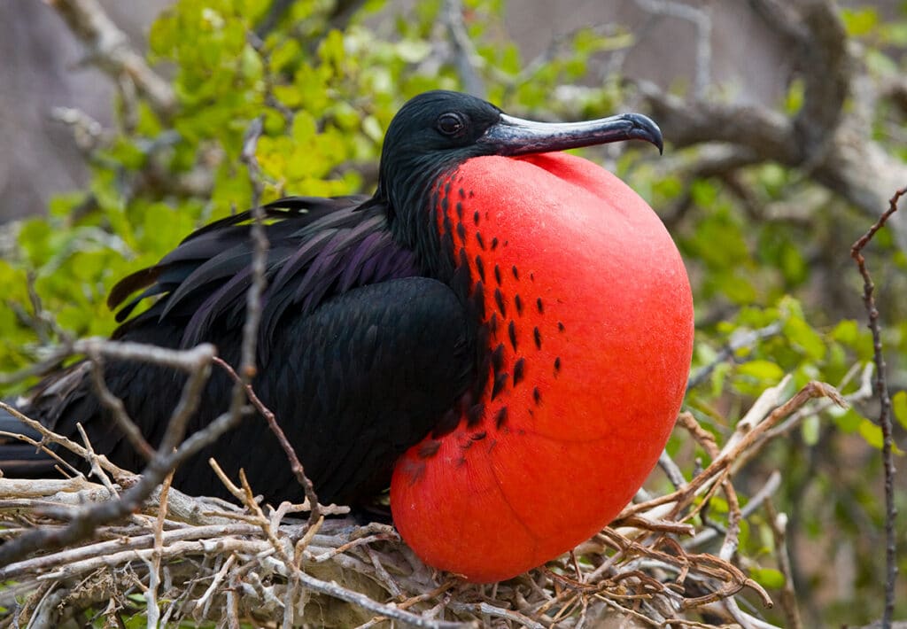 Frigatebird on a nest in galapagos