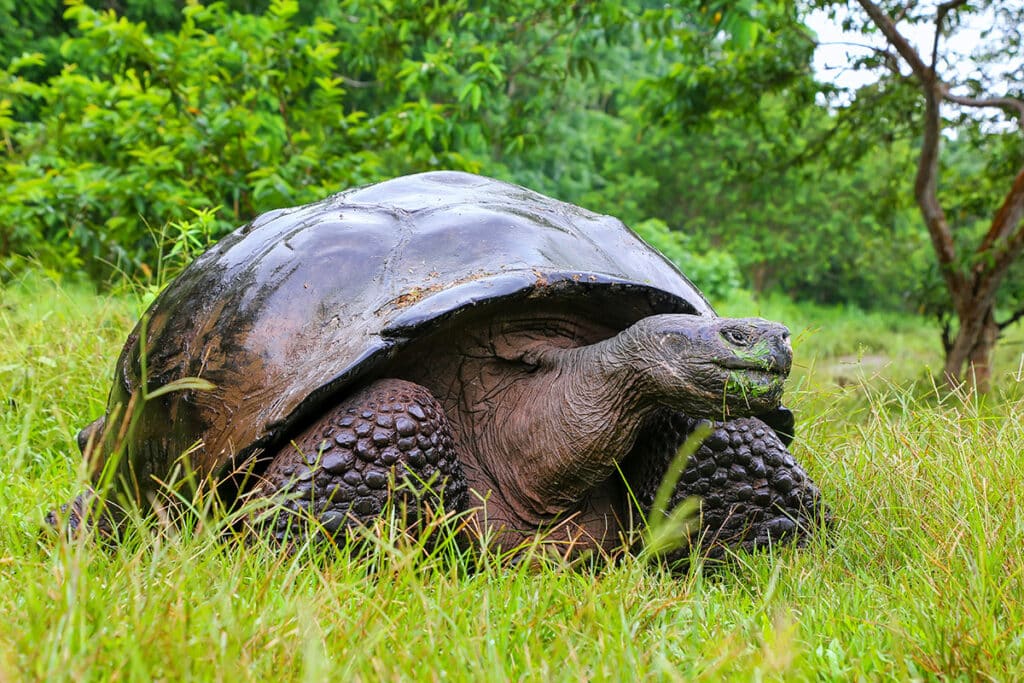 Best galapagos islands for wildlife -tortoise on Santa Cruz
