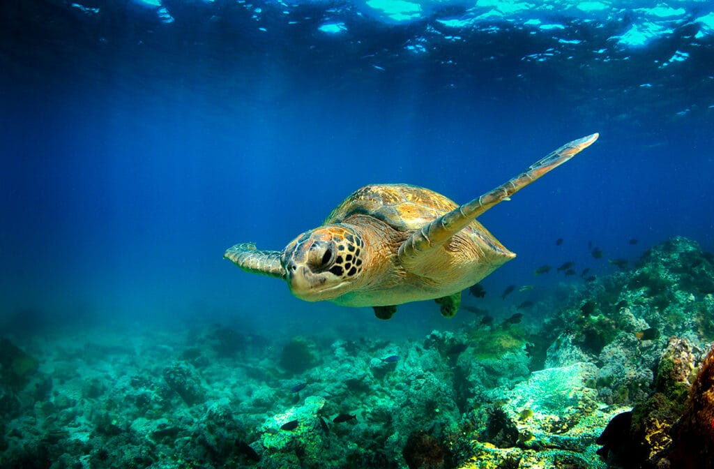 Galapagos sea turtle