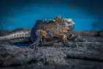 Best galapagos islands for wildlife - Marine iguana on santa cruz