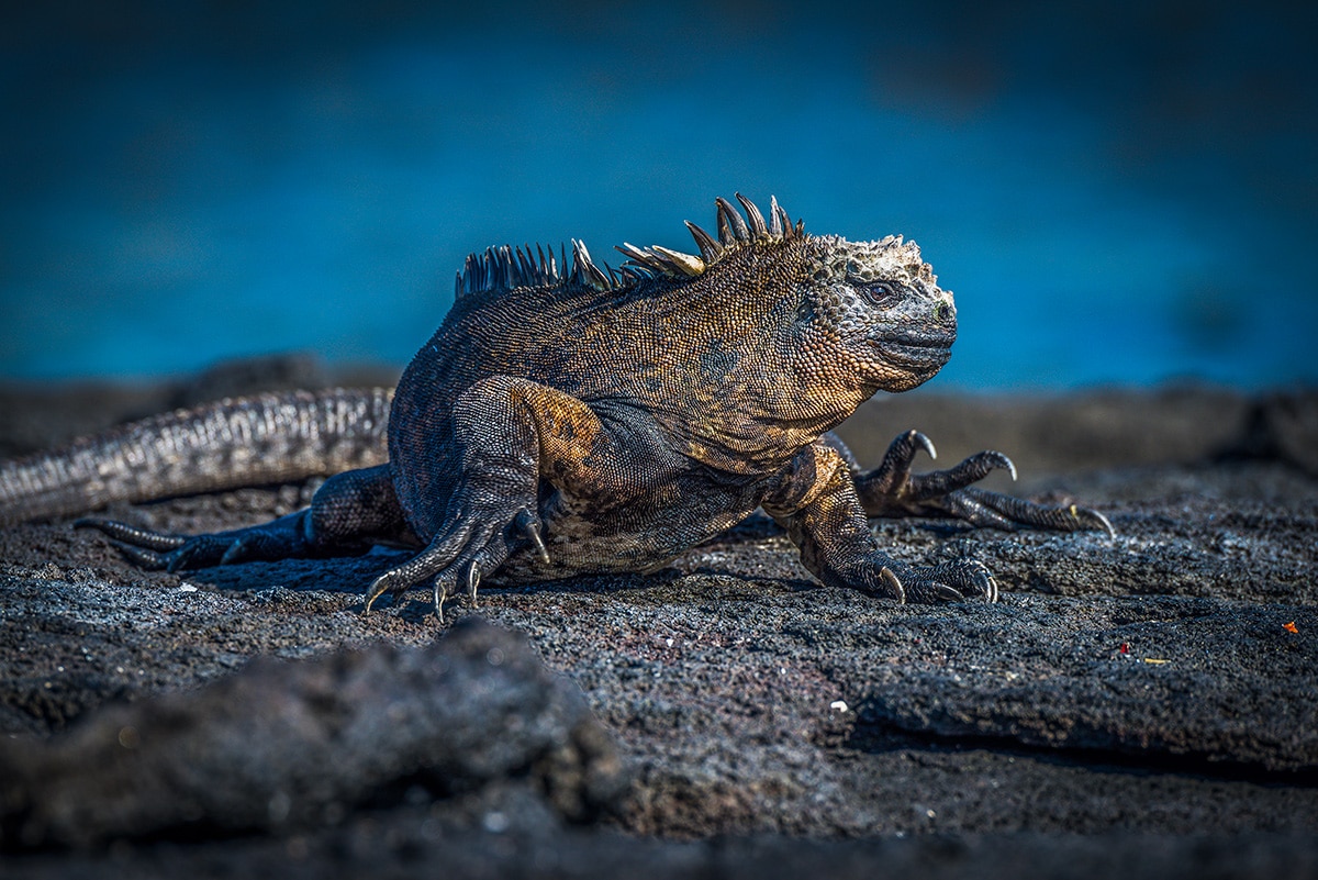 Best galapagos islands for wildlife - Marine iguana on santa cruz