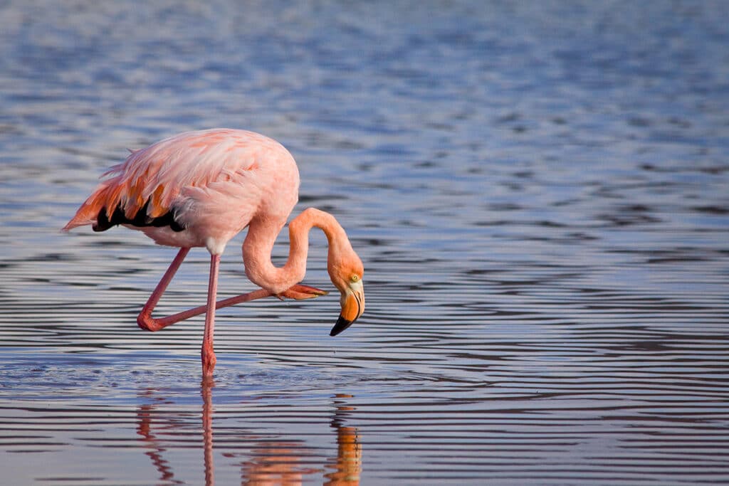 galapagos wildlife - pink flamingo