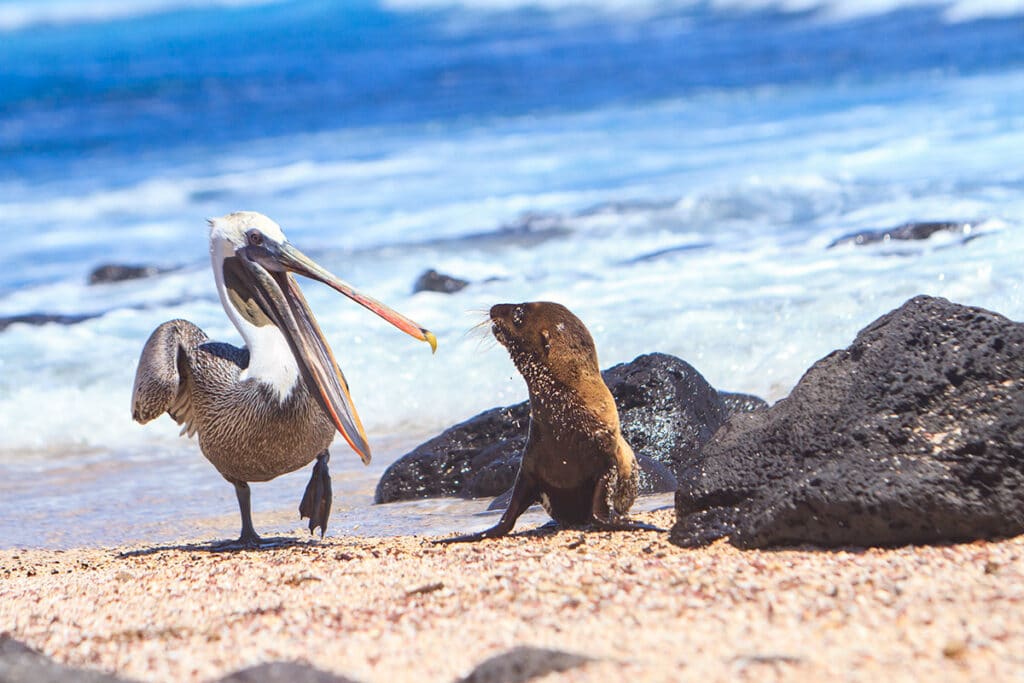 sea lion and pelican on galapagos islands