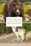 Best places to see wildlife in Yellowstone National Park