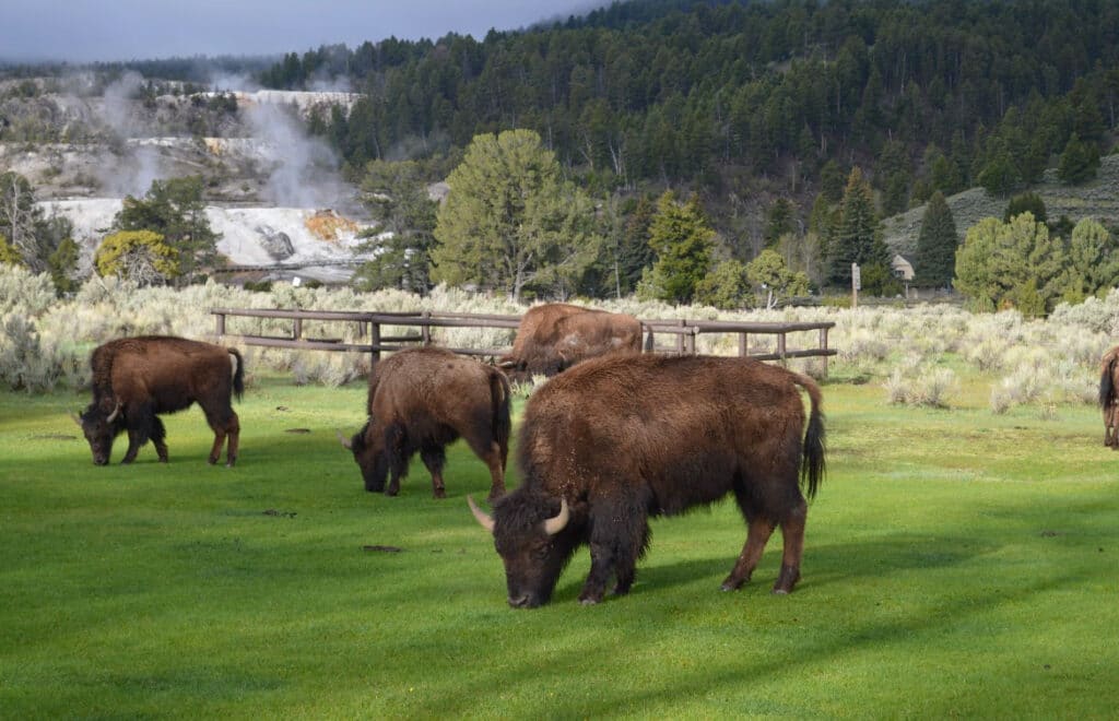 yellowstone animals - bison