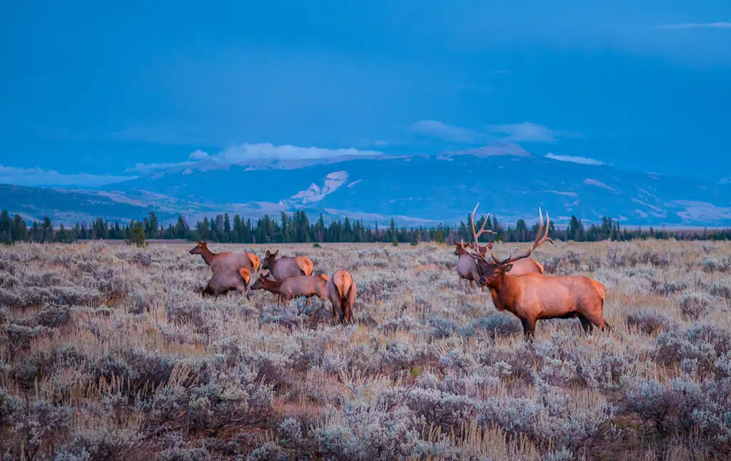 Elk in Yellowstone