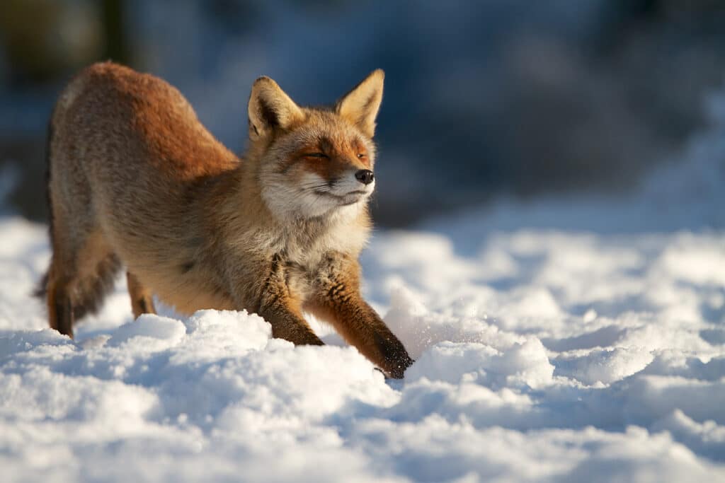 fox in yellowstone