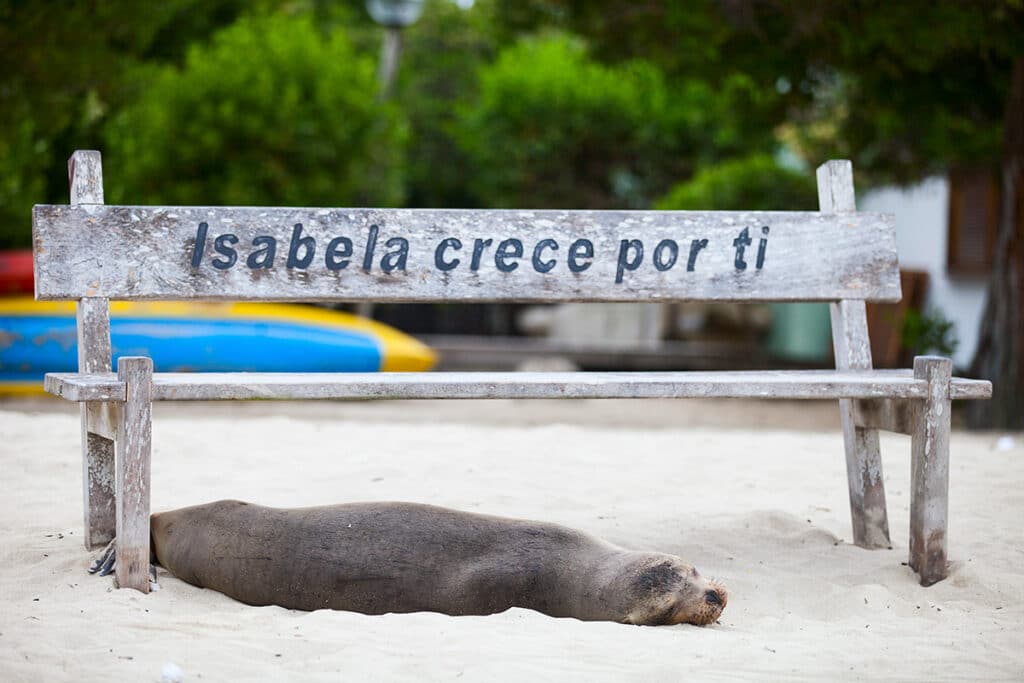 Seal on Isabela Island - best Galapagos islands to visit