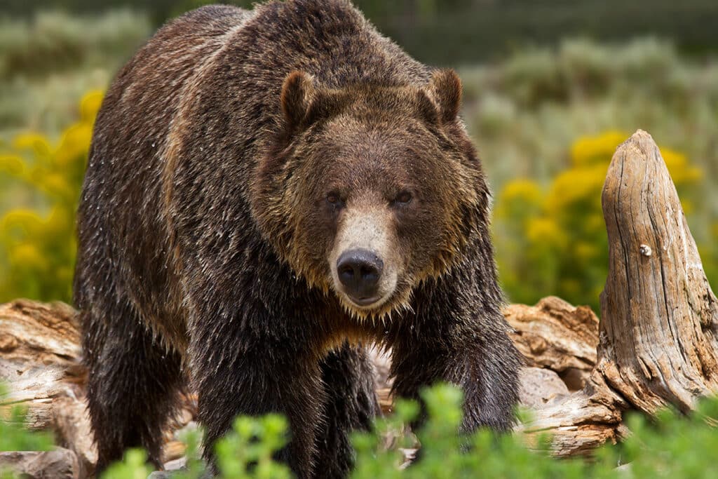 wildlife in yellowstone - brown bear