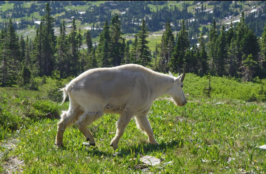 mountain goat in yellowstone national park