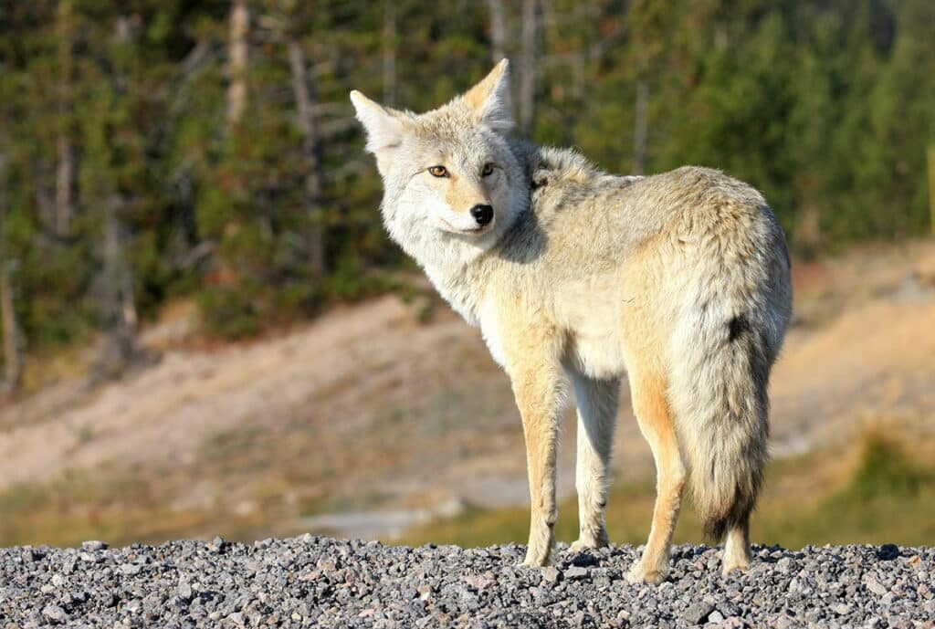 wildlife in yellowstone - wolf