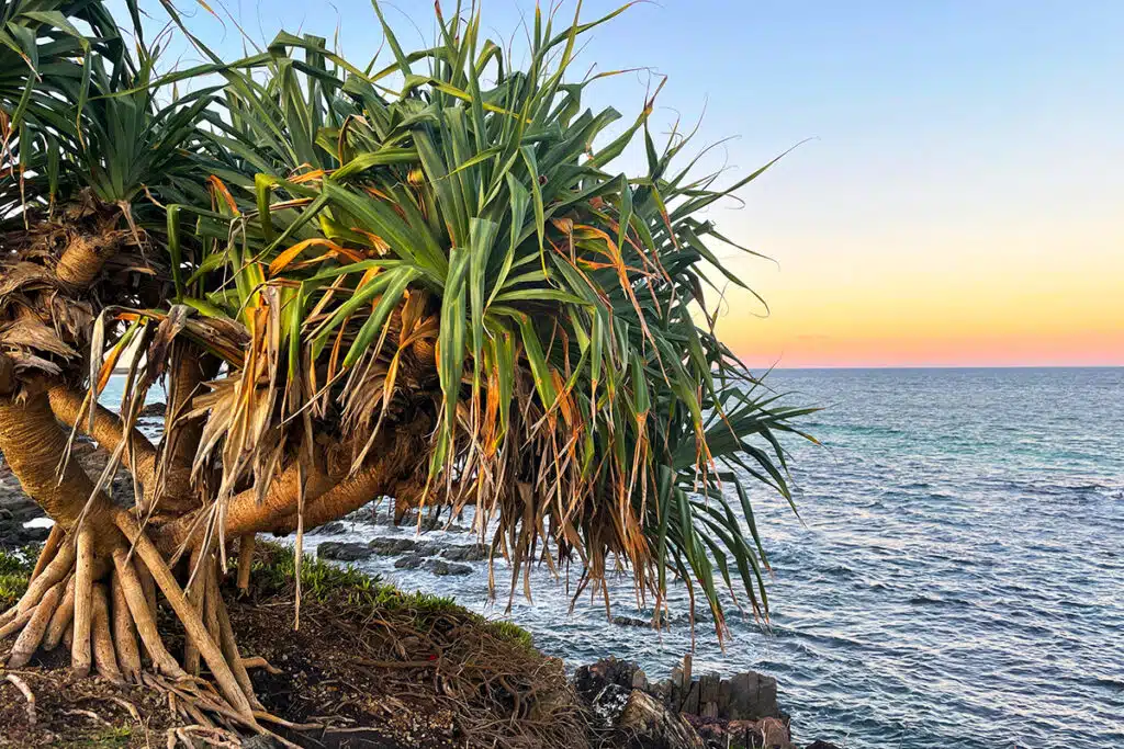 Pandanus tree at Hasting Point Tweed
