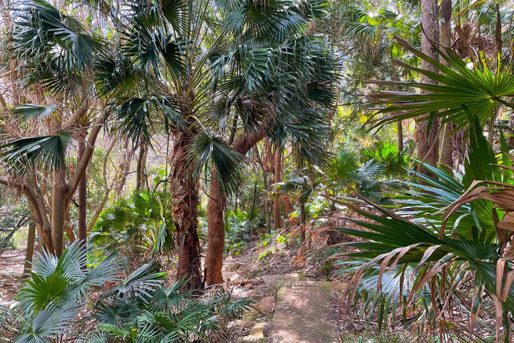 Palm jungle in Royal National Park