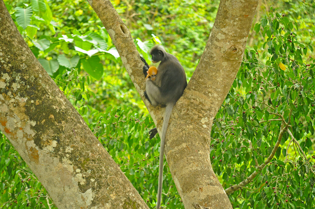 Dusky langur female and a young in Kaeng Krachan National Park
