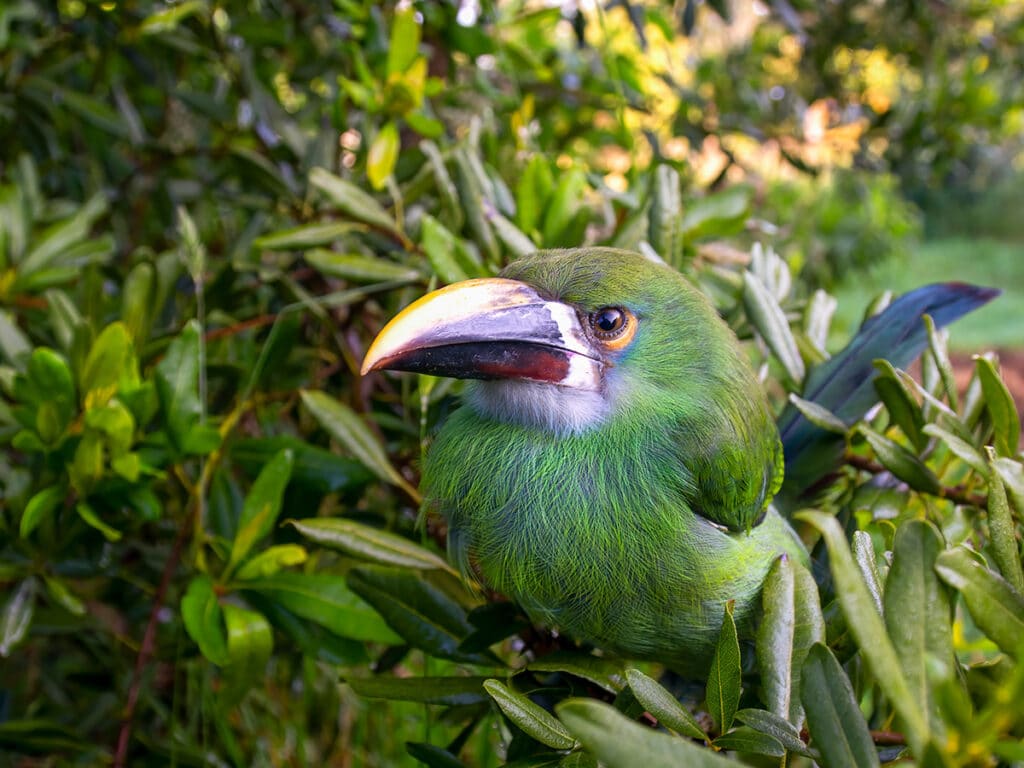 Monteverde cloud forest reserve animals: emerald toucanet
