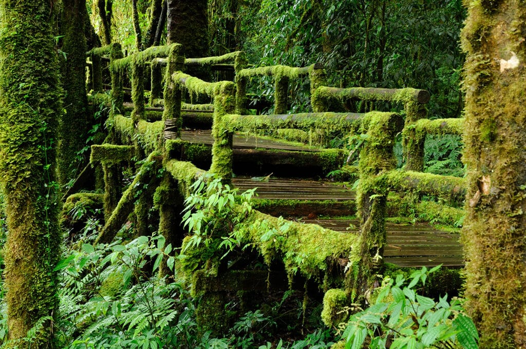 Monteverde Cloud Forest mossy trail