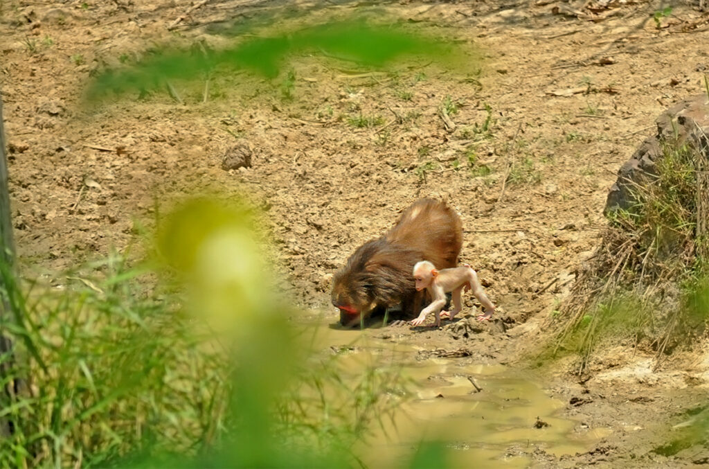 Stump-tailed macaques in Kaeng Krachan National Park