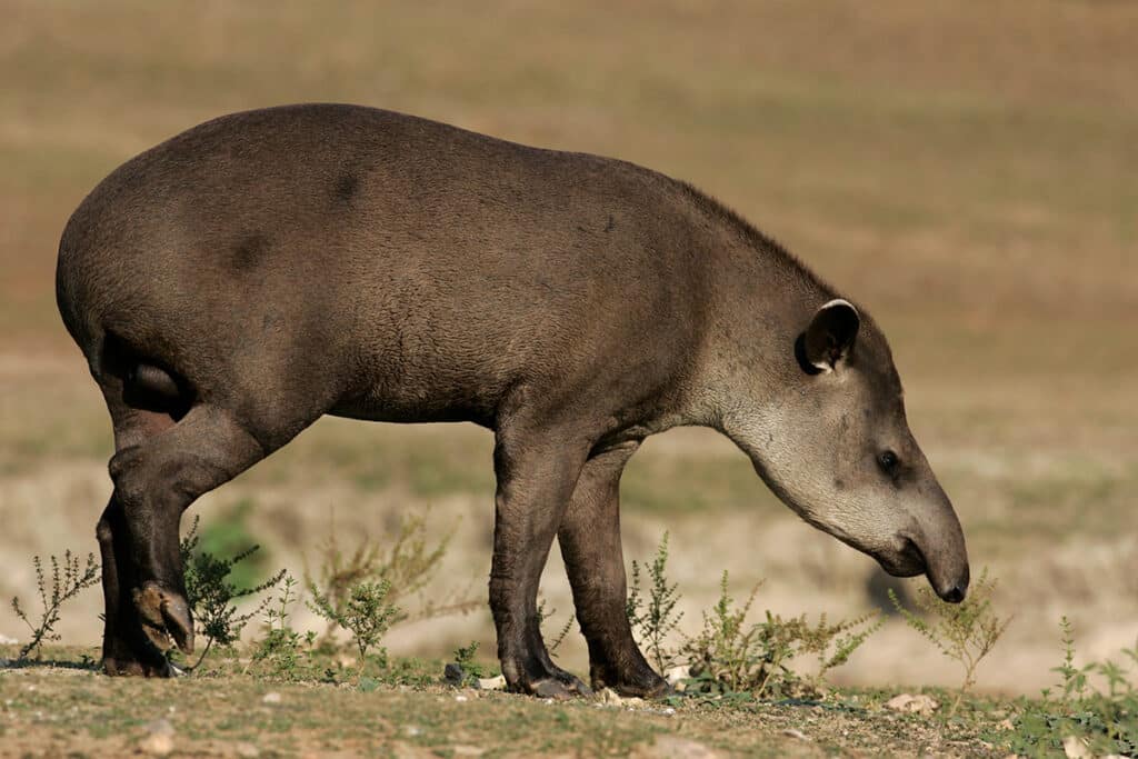 Pantanal Adventures - South American tapir at Pauso Alegre lodge