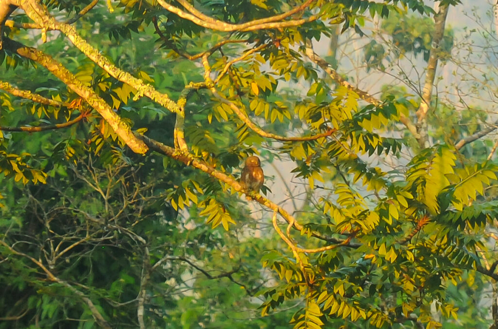 Asian barred owlet in Kaeng Krachan National Park
