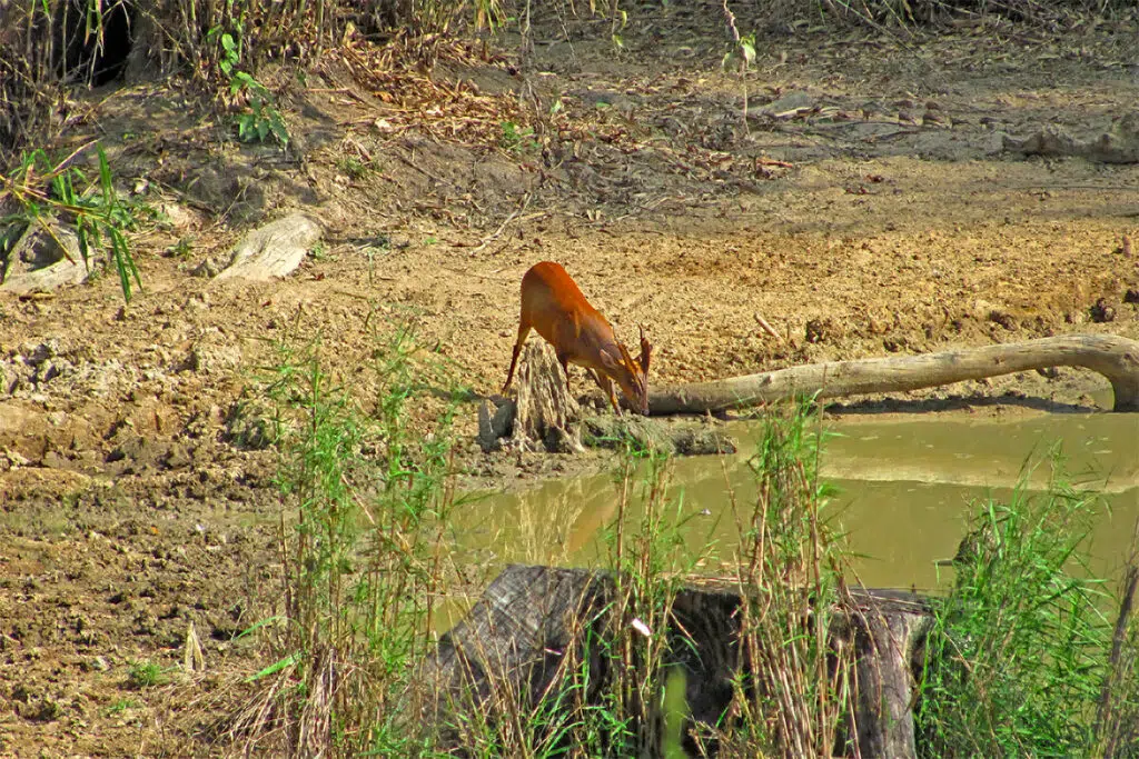 Barking deer in Kaeng Krachan National Park